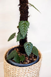 Pterisanthes sp. Papua